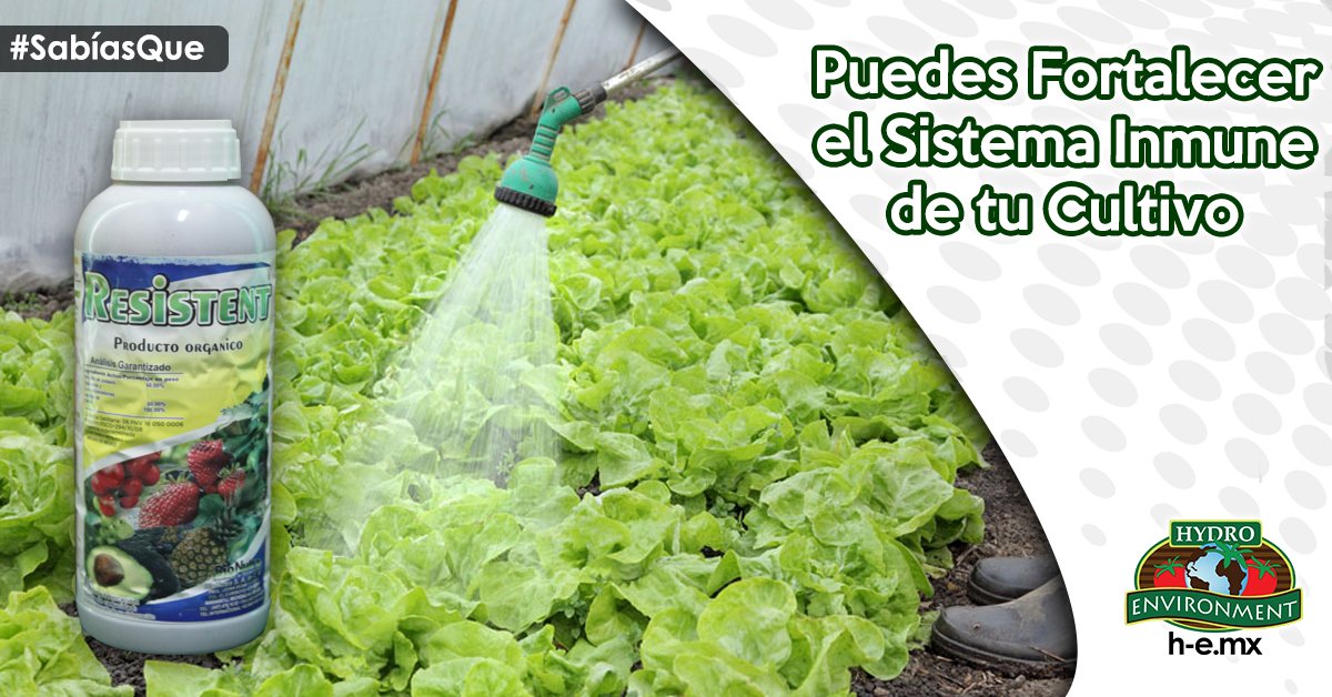 HydroEnv's tweet photo. #SabíasQue…
Resistent es un fortificante vegetal 100% natural, crea un sistema inmune para tu cultivo.
Click Aqui : https://t.co/u0Xe1ubTZR https://t.co/0b3331l3CD