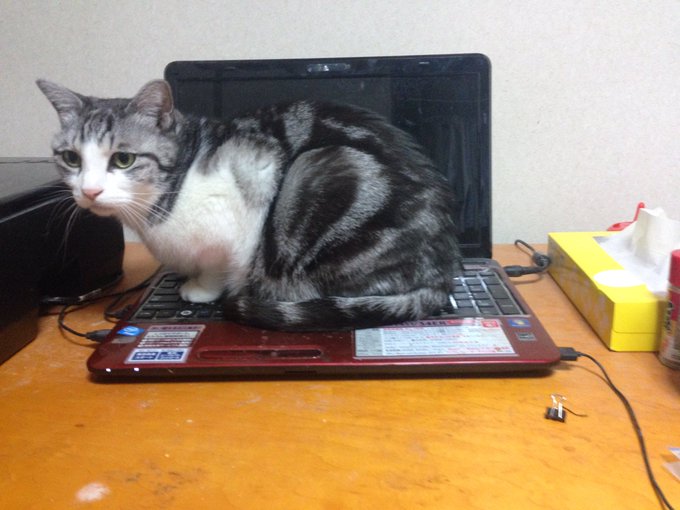 Twitterで画像を見る