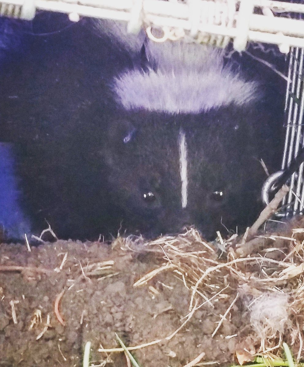 anna_skunk_girl's tweet photo. Look who got caught...again! She loves marshmallows a little too much. #urbanwildlife #urbanskunkproject #trapping #gradschool #traphappy https://t.co/reukbTgWlm