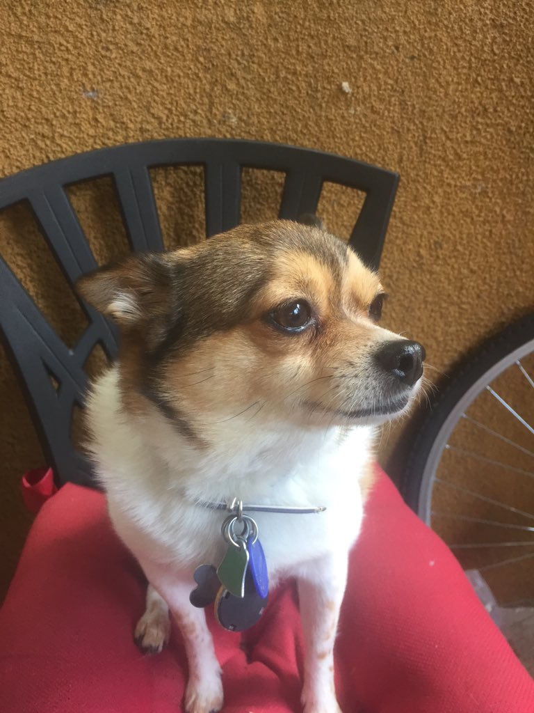 DorianHess's tweet image. Here&apos;s my writing partner! 

#prowritingtips #writing #writingtips #writerslife