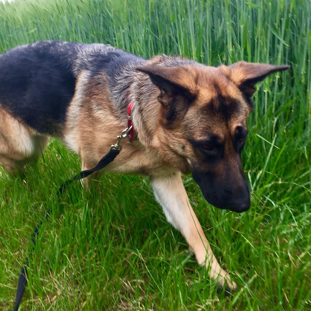 suffolk_dog's tweet image. @DesignSmoothie These are the two that barricaded me in their house when I tried to leave #dogwalkerproblems #UKBCHour