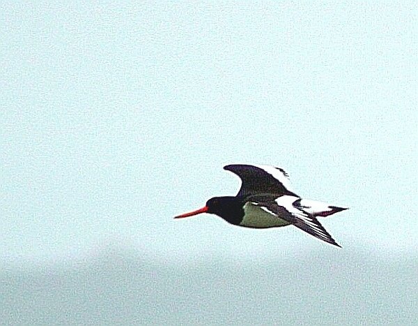 WinfieldRhys's tweet photo. Only one of the day #oystercatcher #rspb #newprotwetlands #uskmouth #birds #wildlife #uk #springwatch https://t.co/rdPDcepCJb
