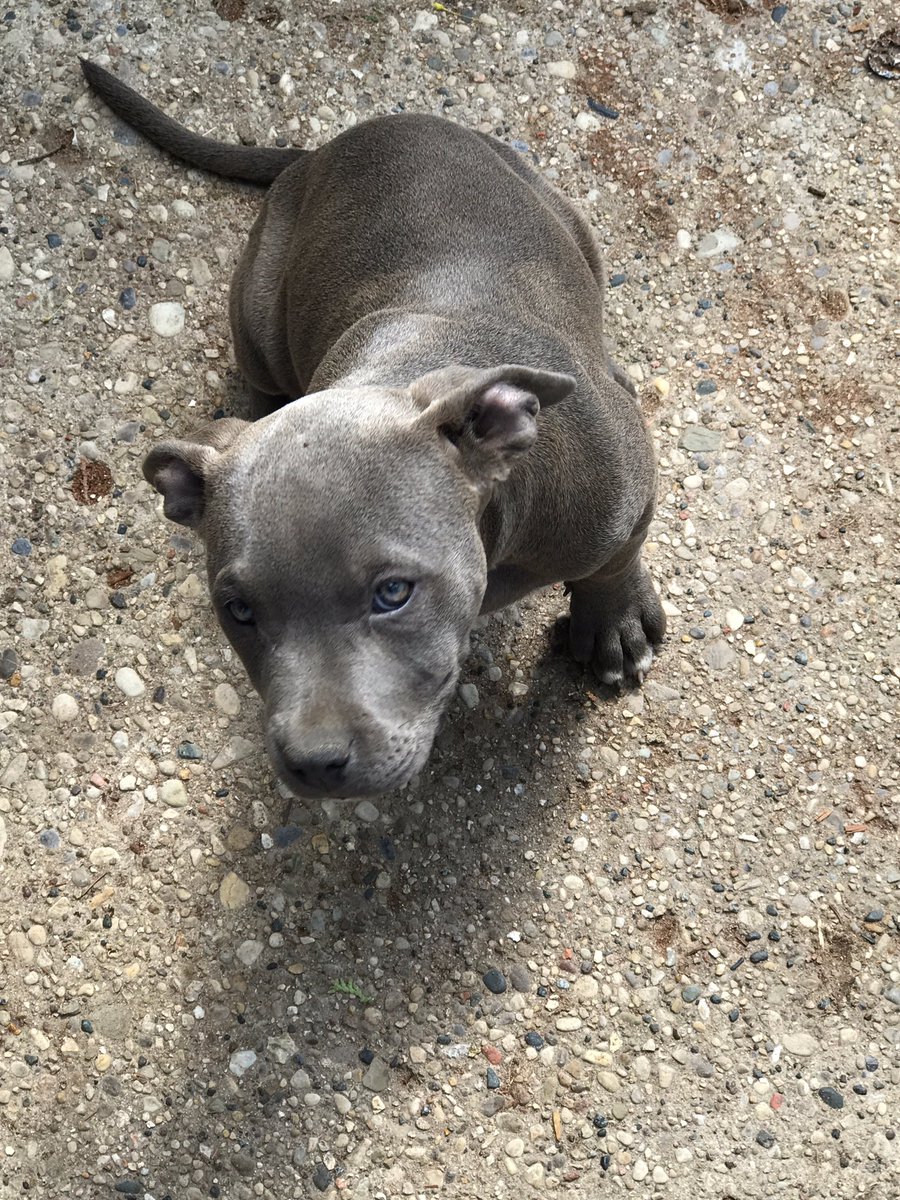 IceColdBully's tweet image. Rehoming