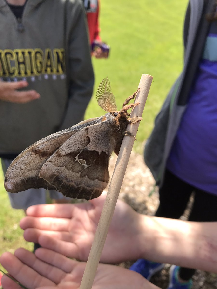 SchroMrs's tweet photo. The mystery cocoon that the Explorers have been observing for weeks finally showed a Polyphemus moth emerged! https://t.co/PNxOmOcmze