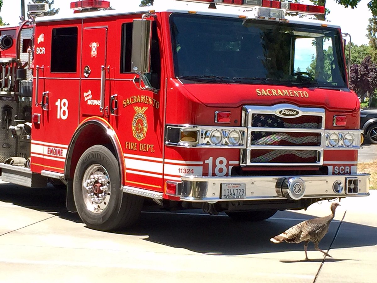 Just a reminder: Our upcoming Fire Station Open House tours are open to HUMANS only. This guy had to be asked to leave Station 18 today. 🦃