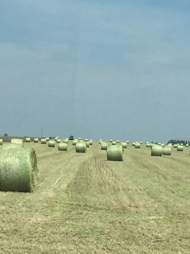 swelsh72's tweet photo. 1st field done #hay17 https://t.co/mQErkUdE5K