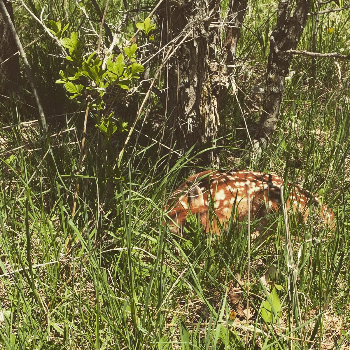 MsWilson3A's tweet photo. Today we saw a little fawn @JackSmytheFC https://t.co/myert0k9un