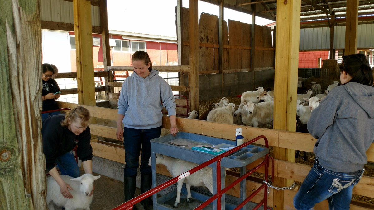 ChiHiAgscience's tweet photo. Thank you to Scientific Holsteins, Richard Geisler, Sandy Creek Dairy, &amp; Marieke Gouda for hosting #mightycardinals Animal Science students! https://t.co/yRQx8Uksmz