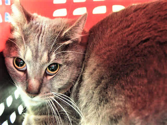 NYCDEATHROWCATS's tweet photo. JUST ADDED! RAMBO - A1111432 
Follow me here for updates and status: https://t.co/KBJbrrFzlK https://t.co/Sro0ctLjGj