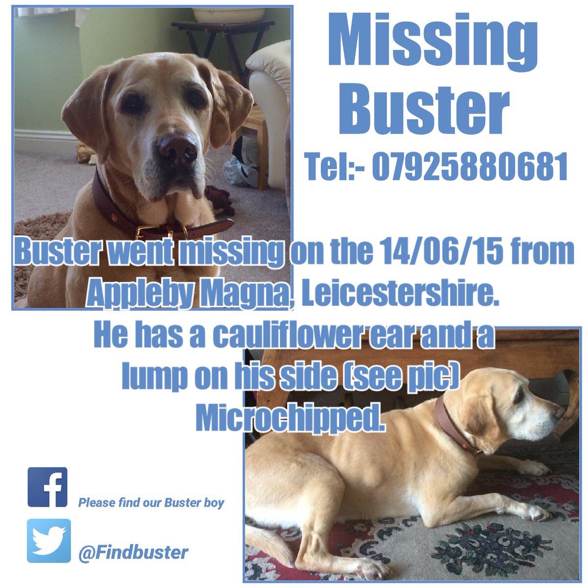 Blue Frenchie tweet media