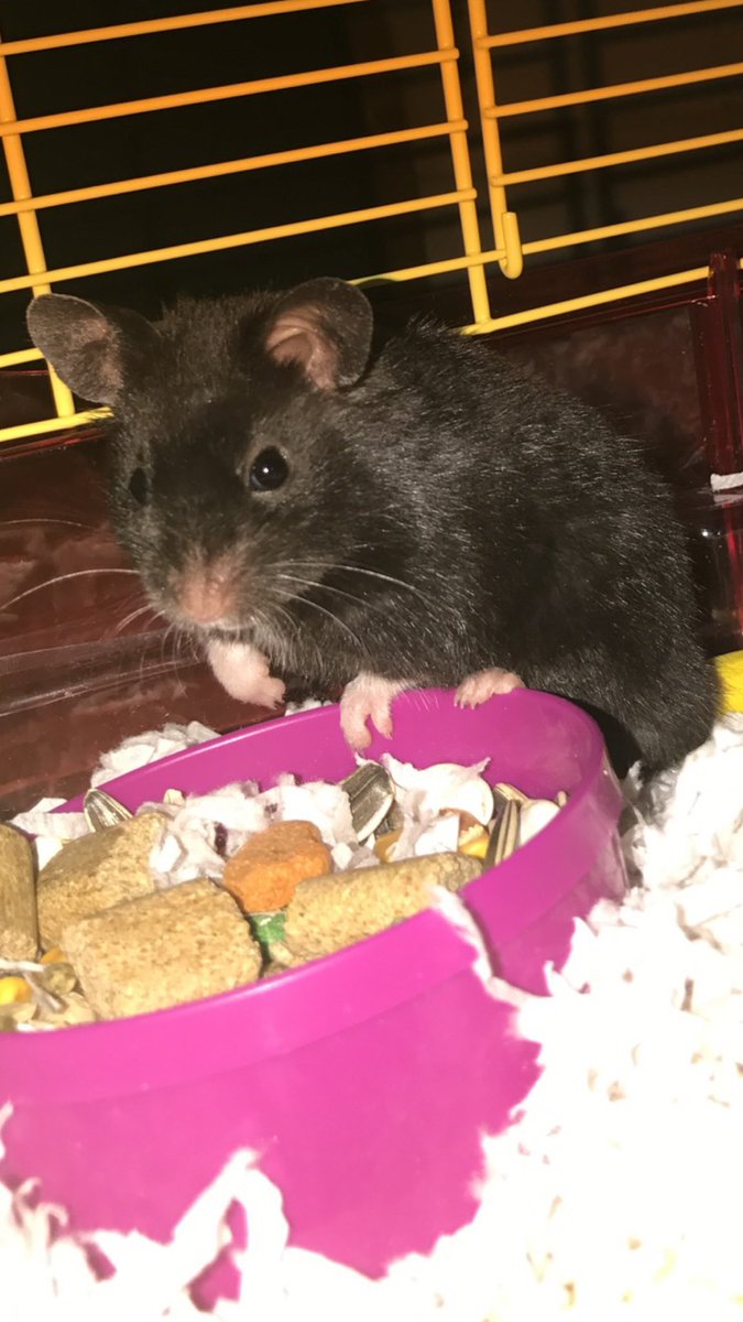 412xii's tweet image. I'll miss you little buddy... #RIPRoc