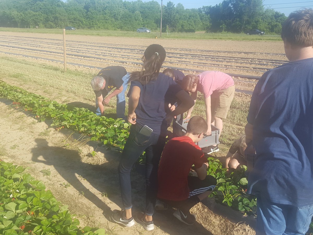 farming4hunger's tweet photo. Bernie leading the pack of strawberry pickers from Calvert Middle School @CalvertMSCCPS Junior National Honors Society! https://t.co/Mqa2487LCA