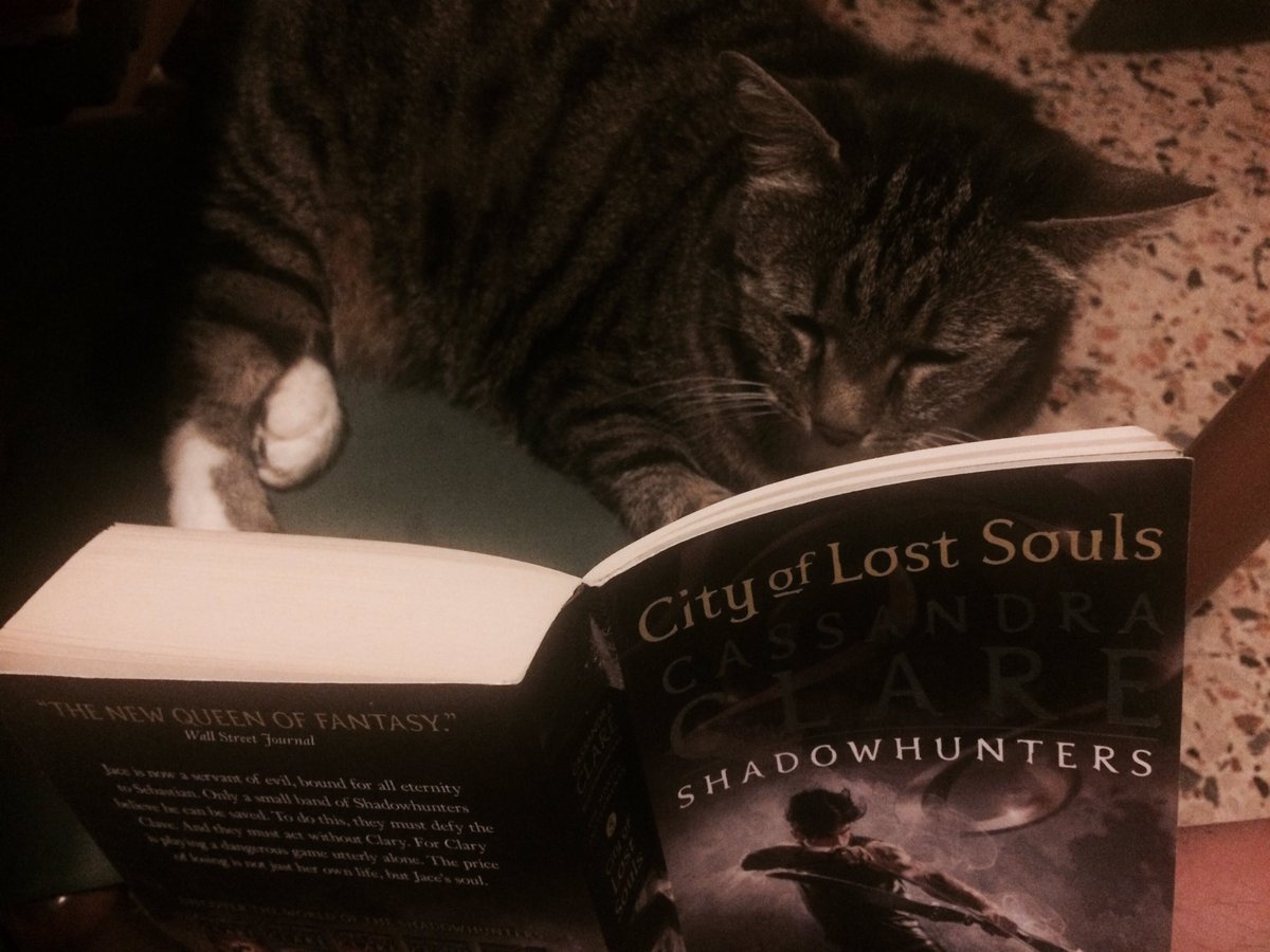 Warbler_Beth's tweet photo. "I love Chairman Meow, he's sooo charming". #loscontest @cassieclare https://t.co/RoqZHMiG64