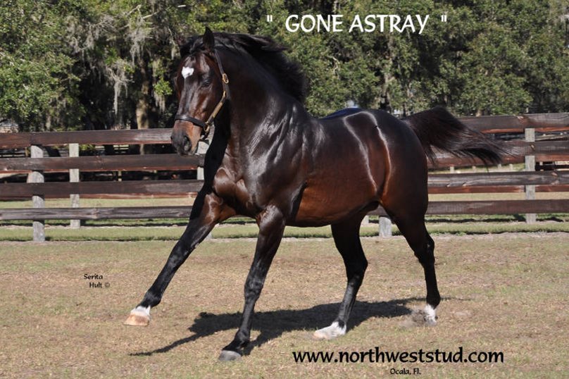 NWStud1's tweet photo. Gone Astray &amp; Flashstorm Rack Up the Winners! :) https://t.co/SojaTcidf6 https://t.co/i3K8559kCI