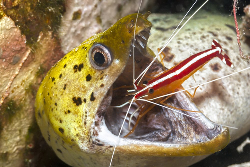 Padi Japan ウツボのクリーナーとして知られるアカシマシラヒゲエビ ウツボ の体表の寄生虫や 口内の食べカスなどを餌にしています 大胆にウツボの口に入っても 決して食べられることはありません 逆にウツボのそばにいることで 外敵から身を守って Padi Japan ウツボのクリーナーとして知られるアカシマシラヒゲエビ ウツボ の体表の寄生虫や 口内の食べカスなどを餌にしています 大胆にウツボの口に入っても 決して食べられることはありません 逆にウツボのそばにいることで 外敵から身を守って