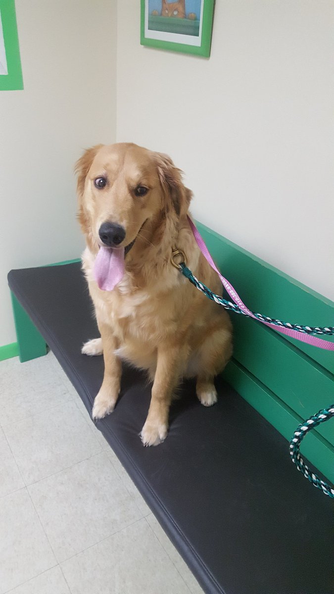 hude_whoo's tweet photo. Get yourself a dog that treats himself as a human. 😂🐶 #classypup #vetvisits https://t.co/JsU4hh3T4p
