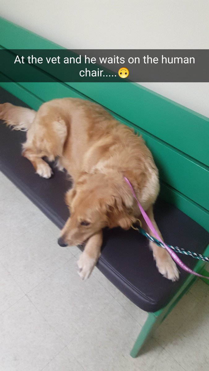 hude_whoo's tweet photo. Get yourself a dog that treats himself as a human. 😂🐶 #classypup #vetvisits https://t.co/JsU4hh3T4p