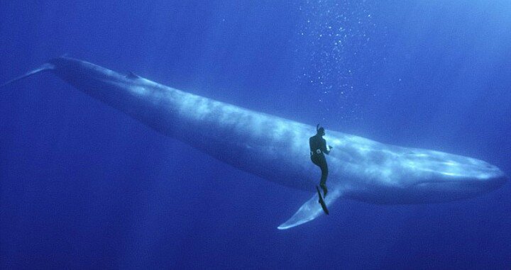 GodCreated_'s tweet photo. The largest animal in the world, the Blue Whale is up to 30 Metres in length, 180 Tons in weight and has a call of up to 188 Decibels #God https://t.co/EcDIpvPYD3