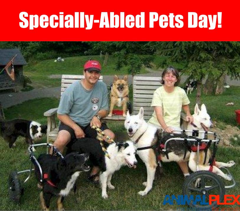 animalplex's tweet photo. https://t.co/M07rnb3sOk https://t.co/cs111vjDg0
