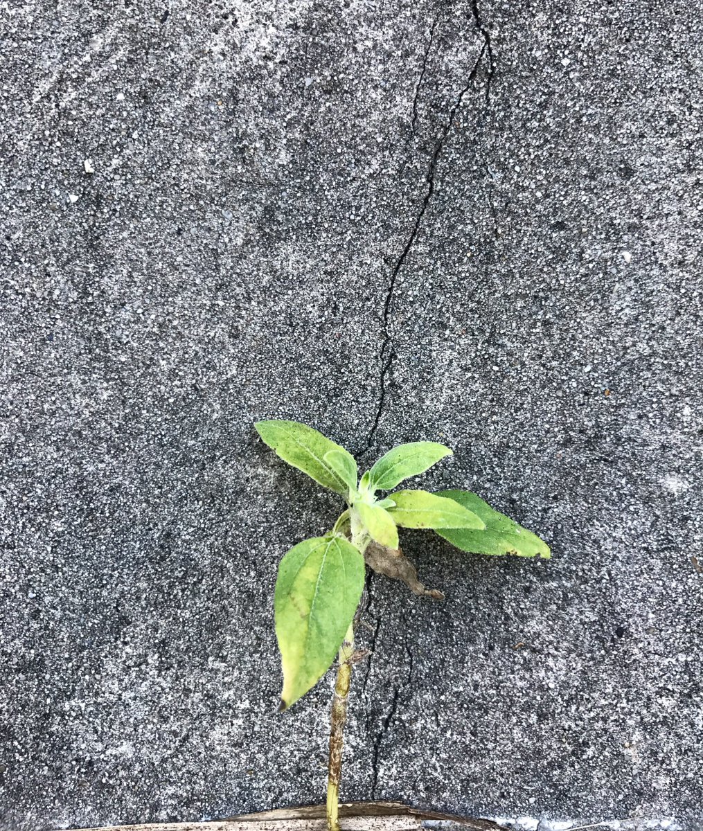NOLA_Sphere's tweet photo. Persevere!!! #nolasphere #persistence #bloom #cityparknola https://t.co/9lQpuQOAqj