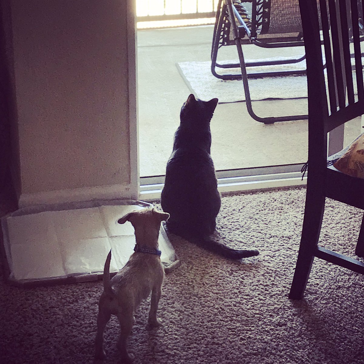 MichelleLeisy's tweet photo. Size Comparison #rosco #newpup https://t.co/R3YpDO8sY0