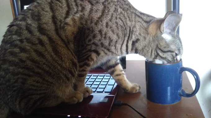 Twitterで画像を見る