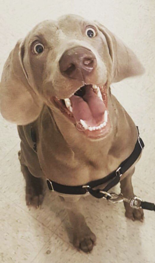 GlobalPetFoods's tweet photo. That face you make when you realize the #longweekend is just around the corner...😂🐶❤️ #cutecustomer #weloveourcustomers #thankyouforshopping https://t.co/12h7dAStKI