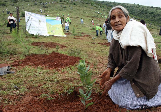 ecoosfera's tweet photo. Comunidad oaxaqueña reforesta #bosques después de tala masiva #ciudadverde #activismo https://t.co/hUvFPgUZW2 https://t.co/hJepCIXDLJ