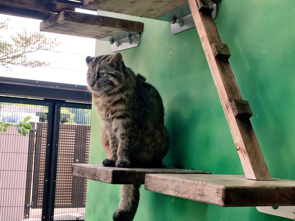 Harumatsu Gioire V Twitter 名古屋市にある東山動植物園で飼育繁殖をされている絶滅危惧種の ツシマヤマネコ に定期的に会いに行く事が私の癒しになっています 日本の固有種である野生の猫は有名な イリオモテヤマネコ と ツシマヤマネコ のみです その中で