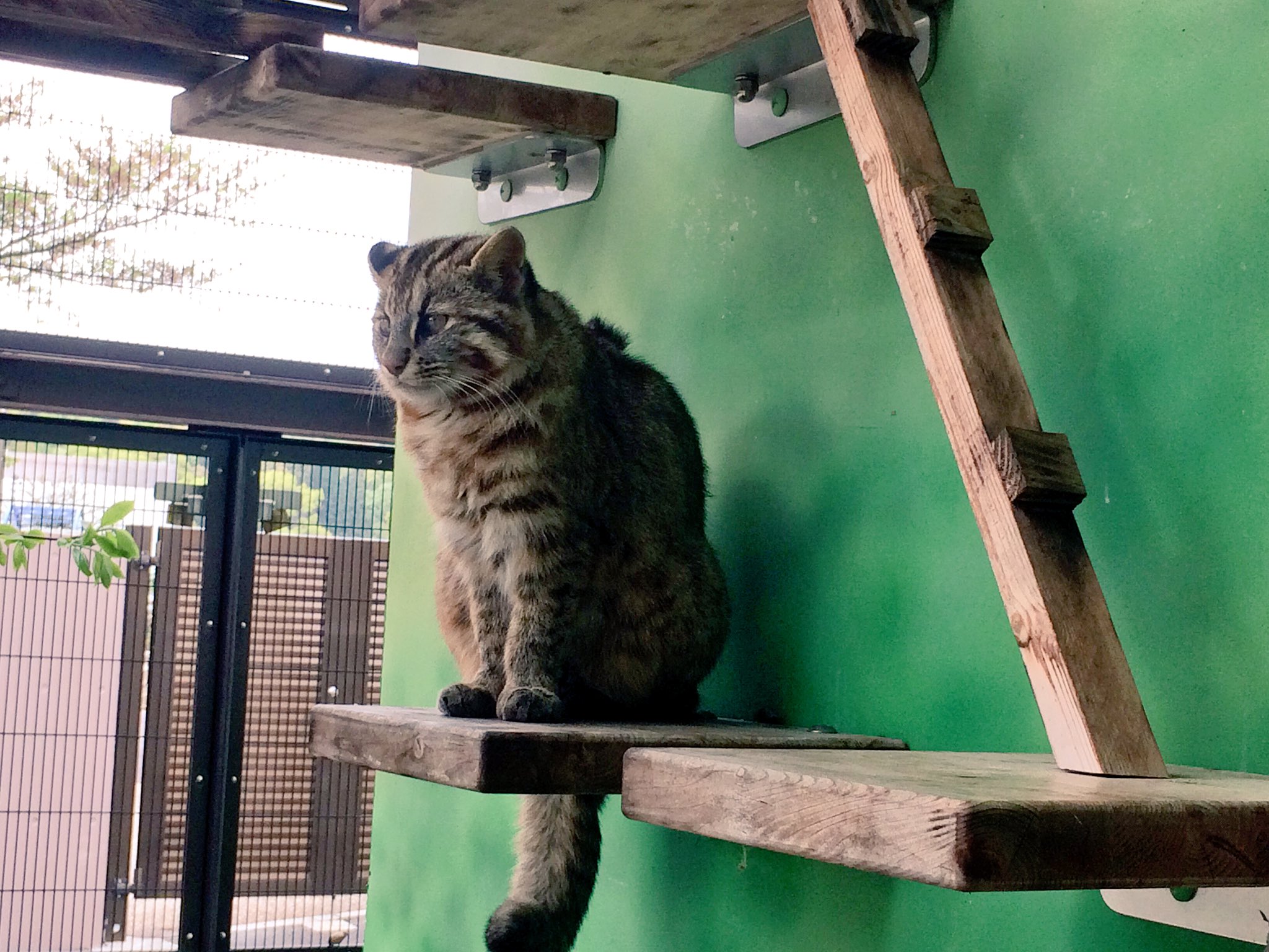 ট ইট র Harumatsu Gioire 名古屋市にある東山動植物園で飼育繁殖をされている絶滅危惧種の ツシマヤマネコ に定期的に会いに行く事が私の癒しになっています 日本の固有種である野生の猫は有名な イリオモテヤマネコ と ツシマヤマネコ のみです その