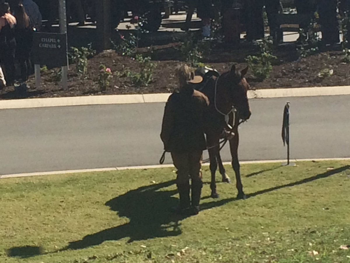 PhilWillmington's tweet photo. Trooper Stuart Reddan's poignant send off .. the riderless horse a symbolic Lighthorse Regiment tradition https://t.co/ipIoXcOn28