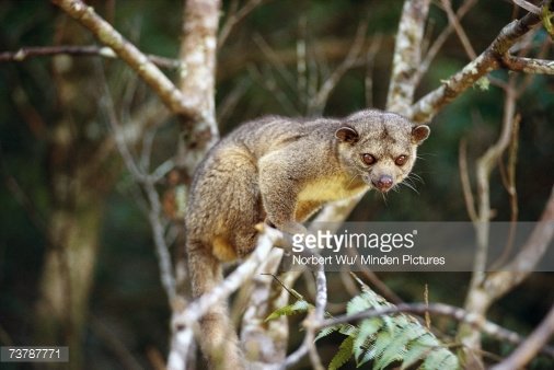 In 2013, the first carnivorous mammal to be discovered in the Western hemisphere It is called the Olin Guido a member of the Raccoon-family.