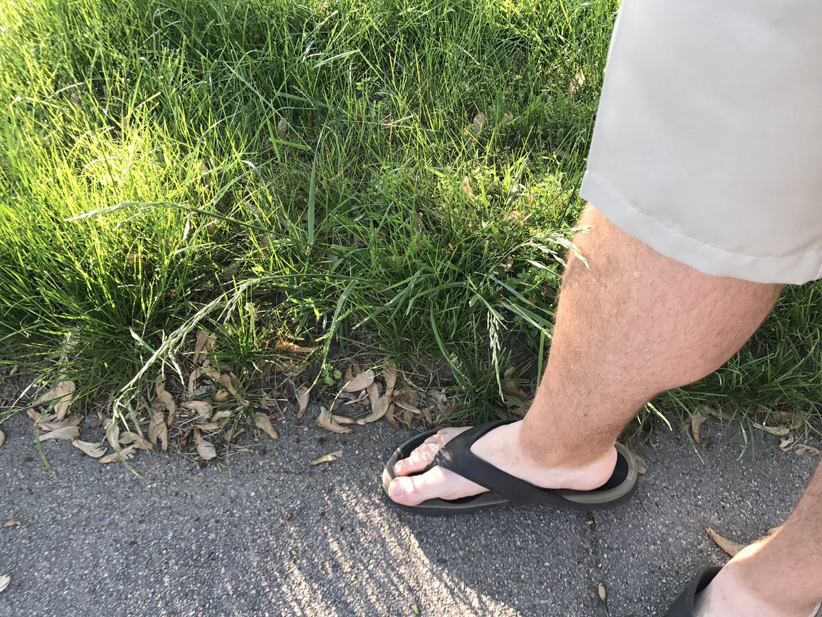 Prairie Grass crop is already knee high in Brookhaven! <a href="/BrookBench/">Brook Bench</a>, Farmers across the state want to know your secret!