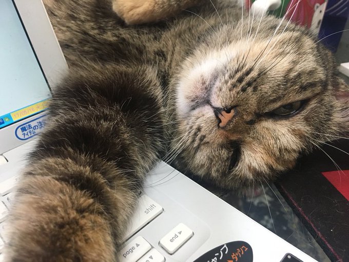 Twitterで画像を見る