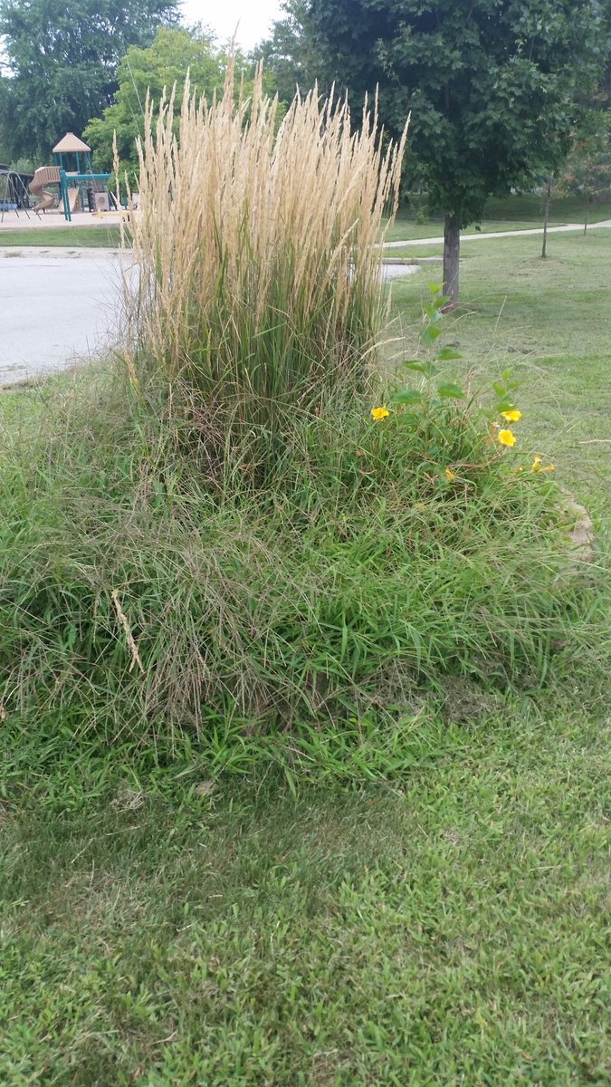 DudeAbidesNJ's tweet photo. No mowers available citywide @MeanStreetsOMA! People are losing their children and pets in the weeds/grass. https://t.co/S92JBKCkVW