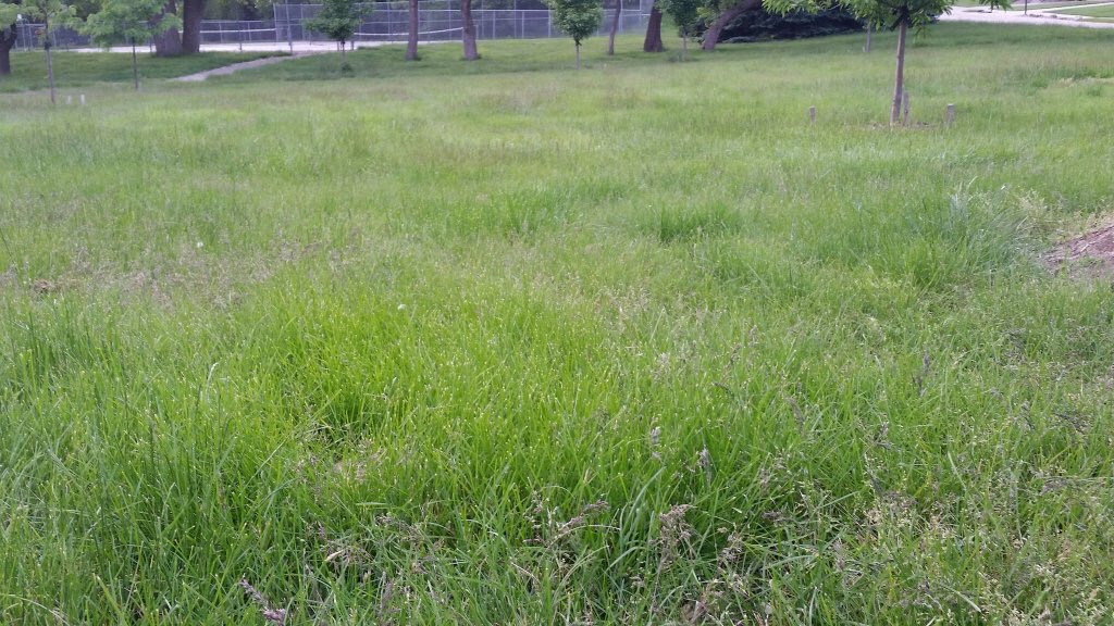 DudeAbidesNJ's tweet photo. No mowers available citywide @MeanStreetsOMA! People are losing their children and pets in the weeds/grass. https://t.co/S92JBKCkVW