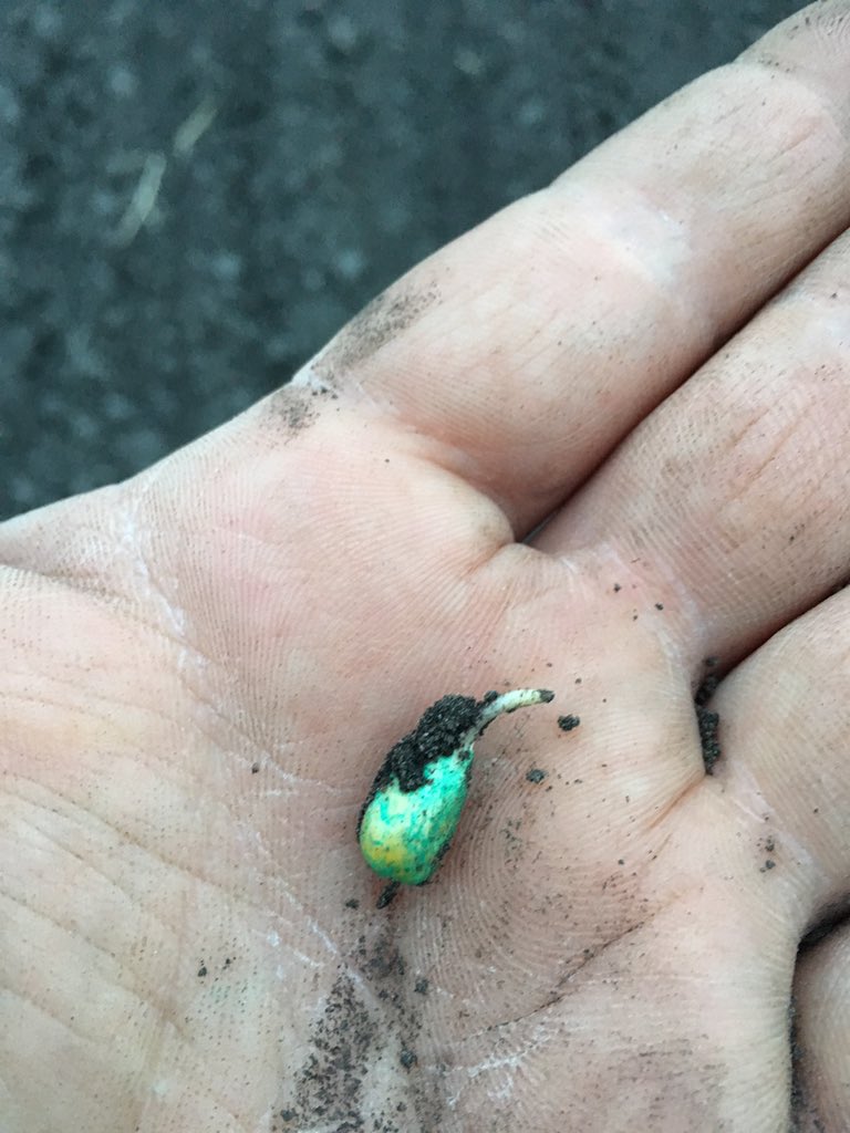 cndaggie's tweet photo. @thunder_seed TH 7578 VT2P planted 3 days ago.  Just wants to explode out of the ground.  #rocket #boom https://t.co/5PpnRBAvPs