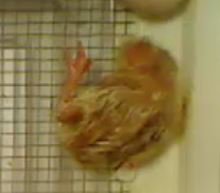 gdentonpink's tweet photo. Chicks are hatching in 2A! #2Adiscovers #eggcitingscience #teampinkcisd https://t.co/q9SblgJ9Aj