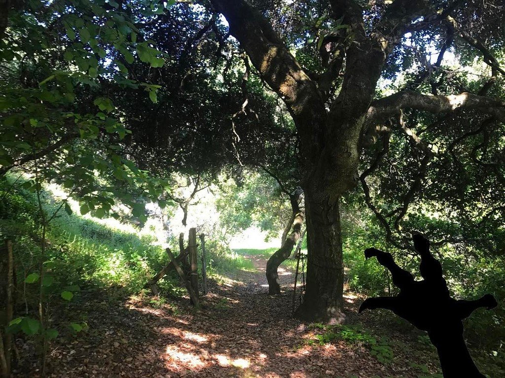 BizarreBay's tweet photo. Quiet garden path? #SantaCruz #BizarreBay #WP #Lurking #Mysteries #Adventure https://t.co/9E2AtLMiWz https://t.co/NpWauPhjLP