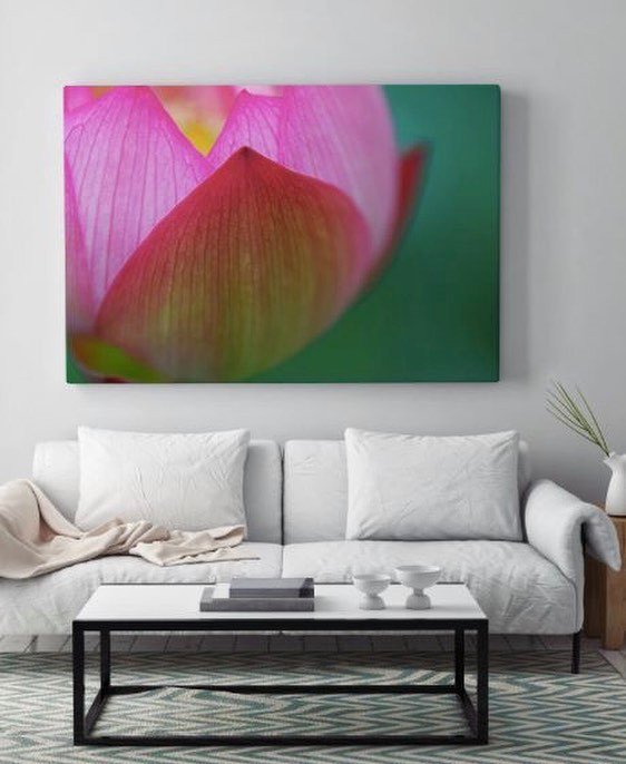 photosdotcom's tweet photo. A bold statement piece with a soft touch. Floral close ups from the Flowers Collection. #loveyourwalls #moderndesi… https://t.co/HCFg2rBhtb https://t.co/WwTRsJRECu