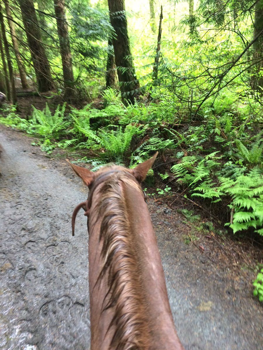 JenniferAnnRog1's tweet photo. Rainy spring ride in gorgeous lush green forest!  #BeautifulBC #HorseBackRiding #vancouverbc #RainyDay #rainforest https://t.co/jonfNKXHJn