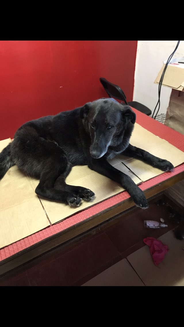anita_mariac's tweet photo. Urgente un hogar temporal o definitivo!!! Faby necesita otra oportunidad 🙏🏻 #pewos #TenenciaResponsable #perrunos #amoranimal https://t.co/ccU10uIJYd