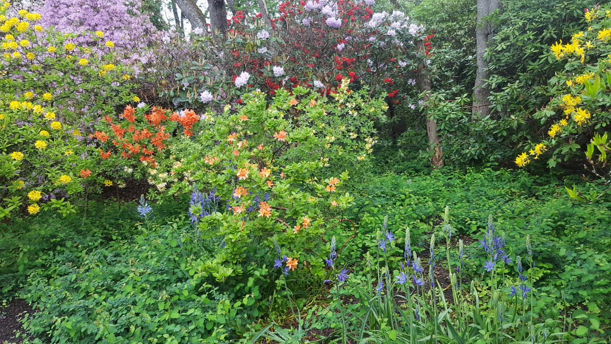 scampden's tweet image. Even though it's rainy, it's never dull and drab @saanich #stillspring
