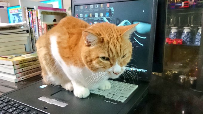 Twitterで画像を見る