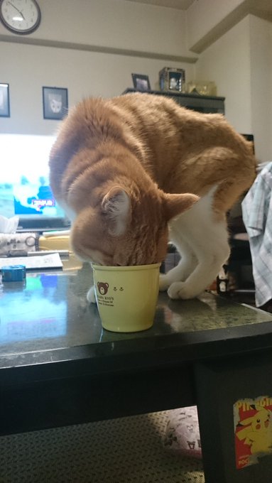 Twitterで画像を見る