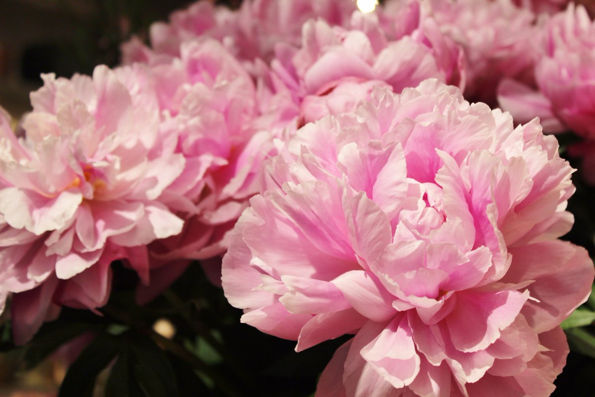 青山フラワーマーケット シャクヤク ピオニー の季節がやってきました 見た目もさることながら その澄んだ甘い香りも人気の秘密 見かけると 引き寄せられるように顔を近づけてしまいます フランスでは爽やかな香りのワインを シャクヤクの香り