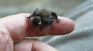 The bumblebee bat is not only the world’s smallest bat, but it is also the world’s smallest mammal.