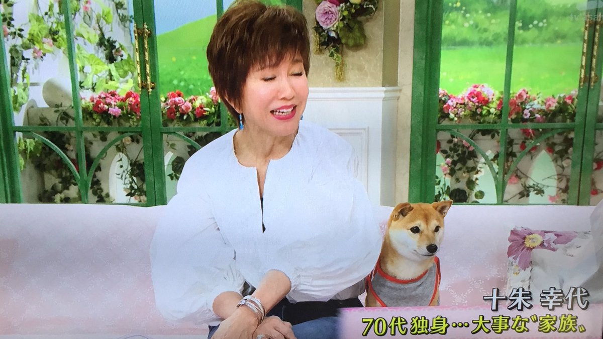 りえちゃん على تويتر 十朱幸代さんの愛犬は豆柴 徹子の部屋に出てた りえちゃん على تويتر 十朱幸代さんの愛犬は豆柴 徹子の部屋に出てた