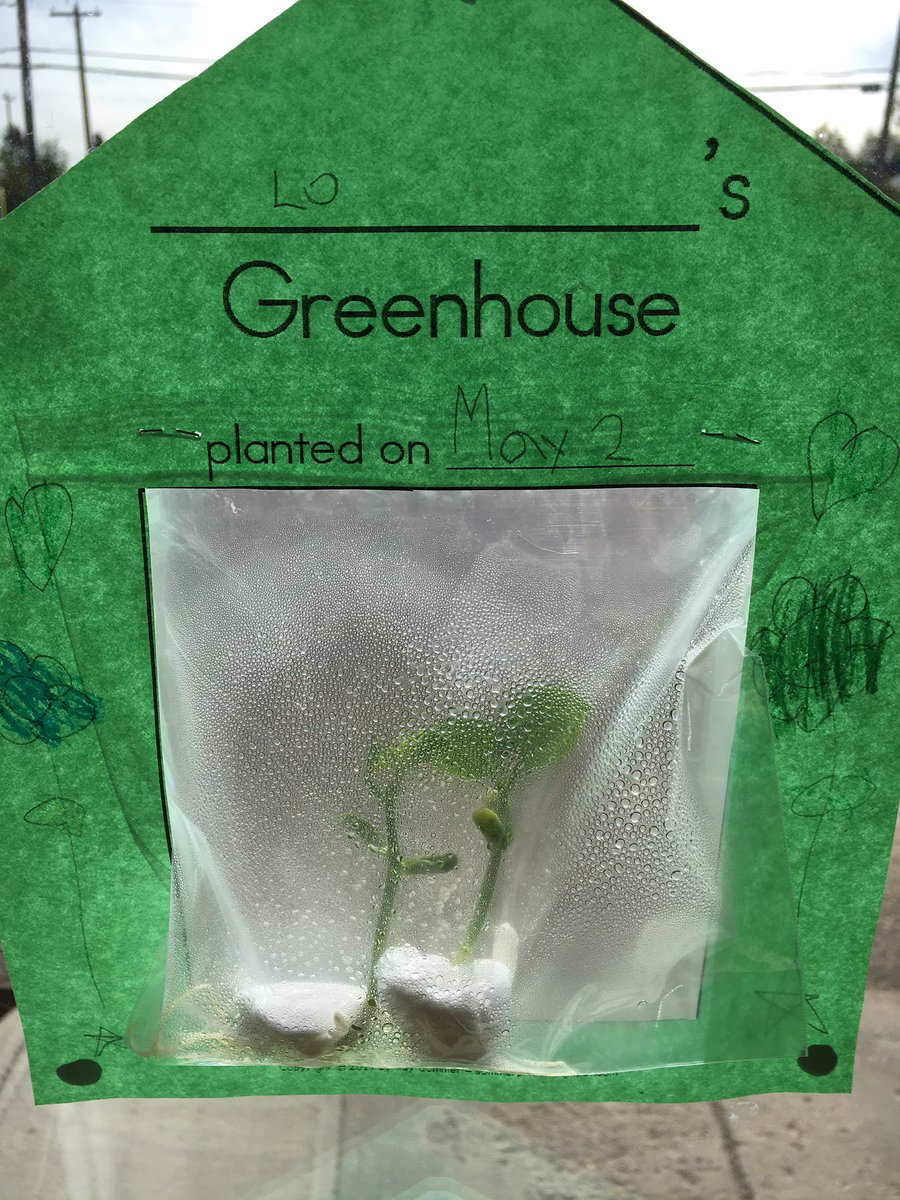 MissPortz's tweet photo. We're so excited that our beans are sprouting! Look at the growth! Day 14 @IREC1 #iele8 #needsofplants #greenhouses #greenthumb #gradeonefun https://t.co/UeG1uWr2Kq