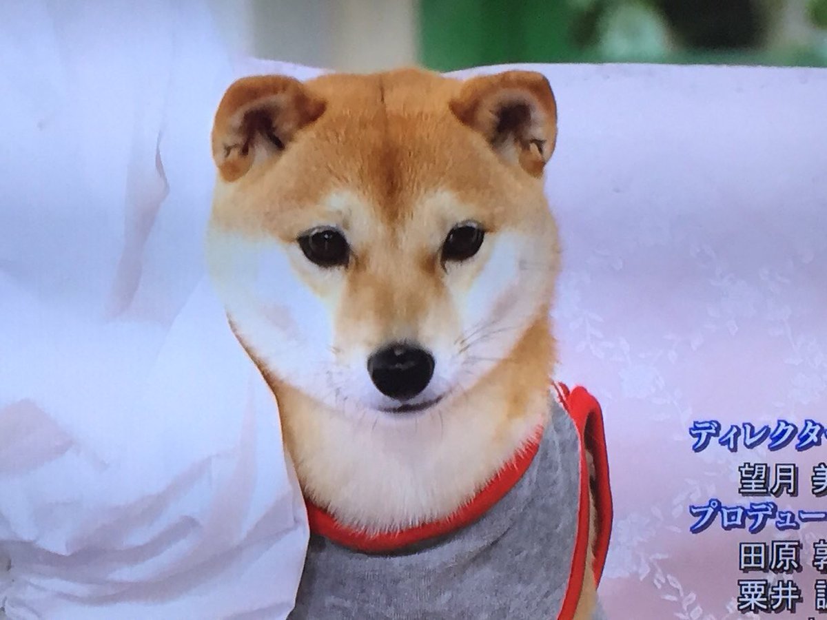 りえちゃん ちっさくてチョー可愛かったよ あ 十朱幸代さんじゃなくて豆柴ね 笑 りえちゃん ちっさくてチョー可愛かったよ あ 十朱幸代さんじゃなくて豆柴ね 笑